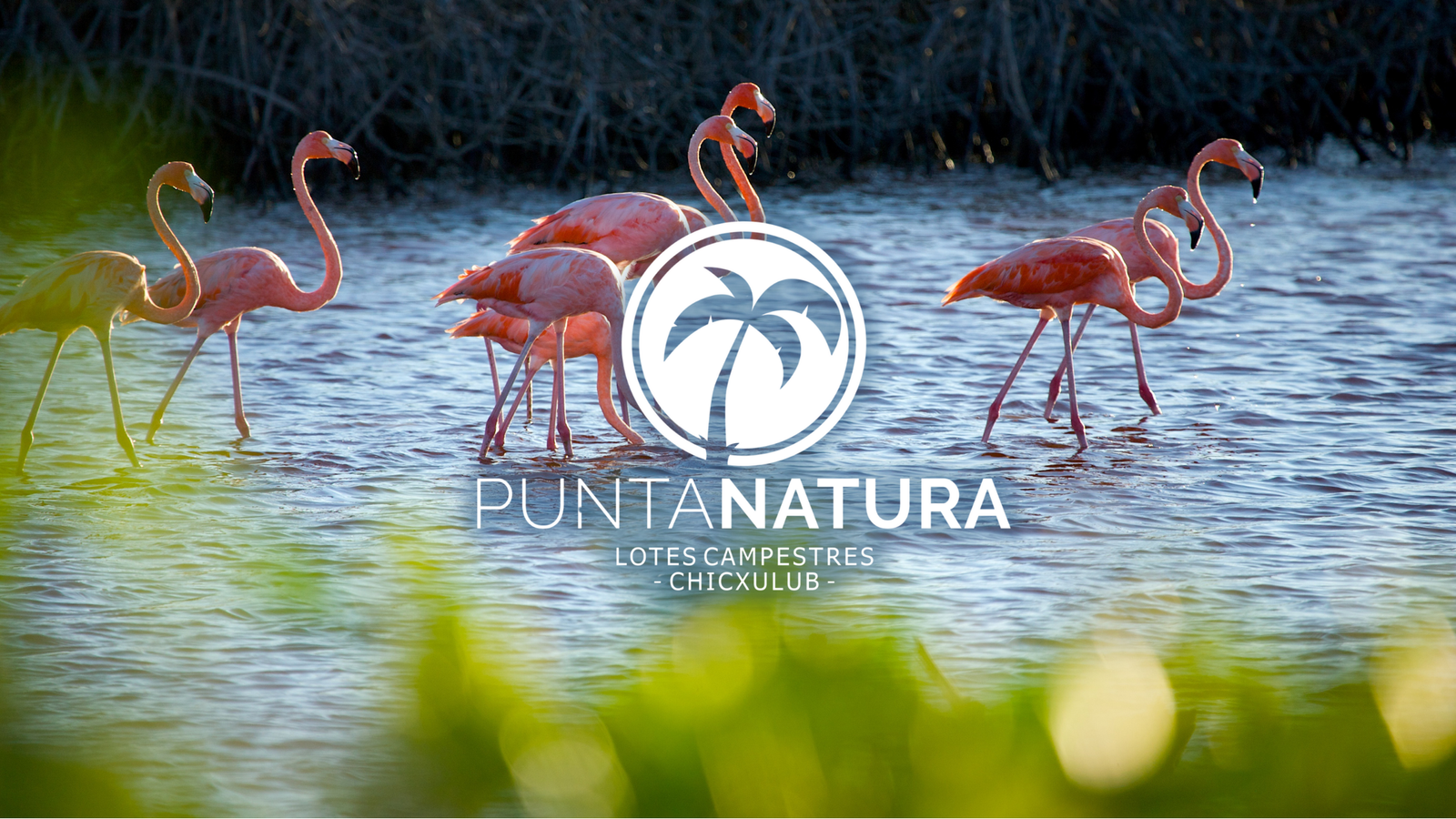 Logo Secundario Punta Natura